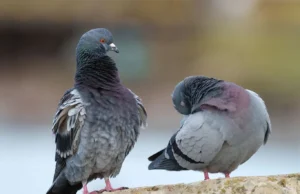 News Room : 32 Pigeons Stolen from Dehiwala National Zoo