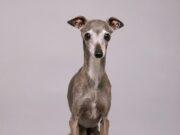 News Room Fashion influencer dog Tika the Iggy dies