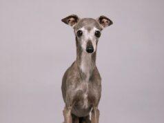 News Room : Fashion influencer dog Tika the Iggy dies at 14 after surgery