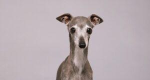 News Room : Fashion influencer dog Tika the Iggy dies at 14 after surgery