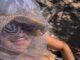 News Room : Guess who? Aussie TV star goes incognito as she flaunts her INSANE body in skimpy bikini and head net during ‘worst fly season in 40 years’ News Room Guess who Aussie TV star goes incognito